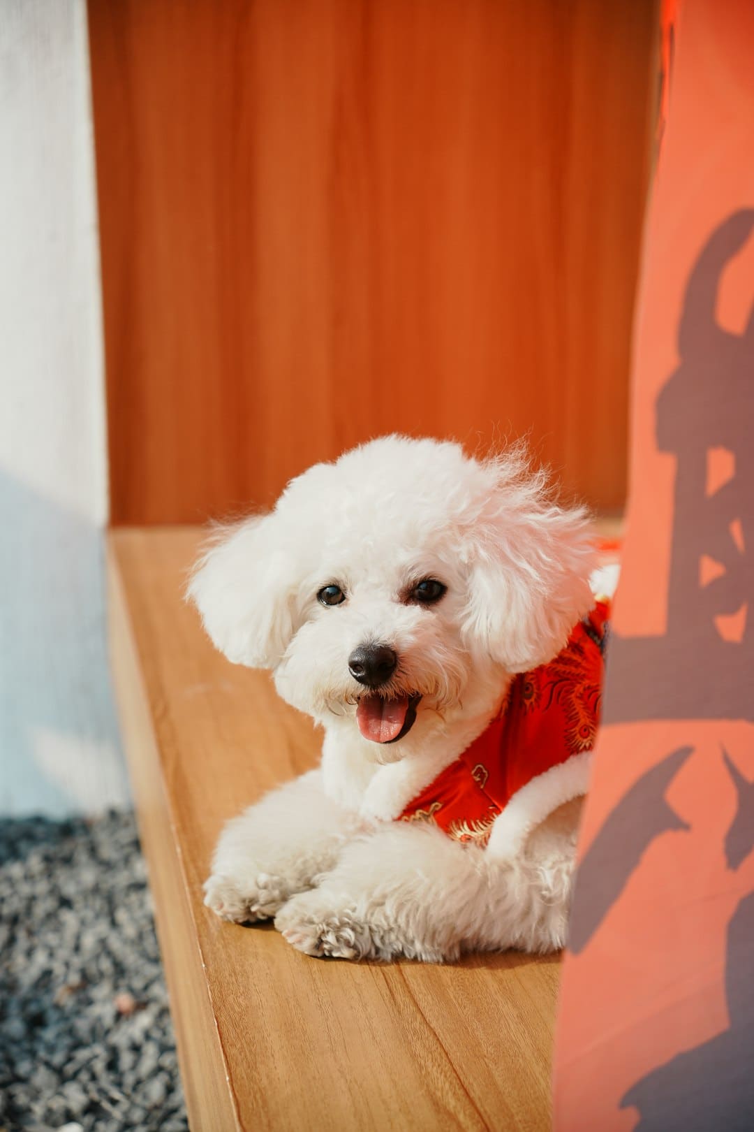 杨紫李现《秀丽芳华》定档6月30日，牡丹重耀续写盛唐篇章